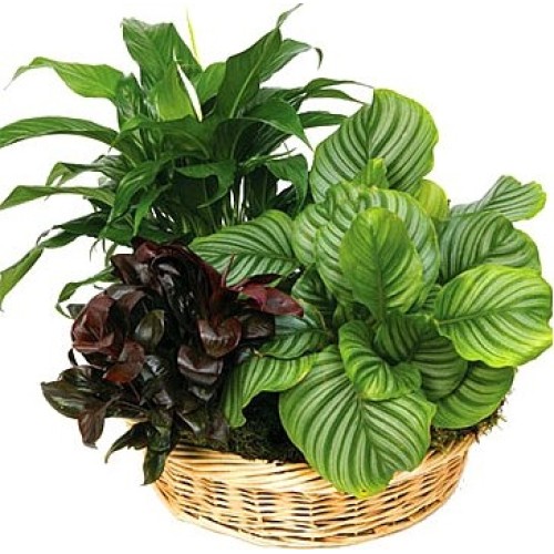 Green charm (Standard)